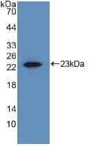 MMP1 Antibody (aa98-275)