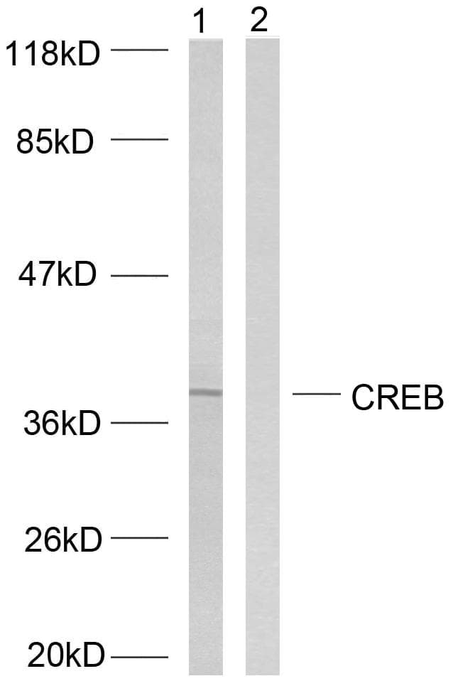 CREB1 / CREB Antibody (p133)