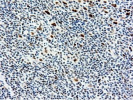NT5DC1 Antibody (clone OTI1E11, Carrier-free)