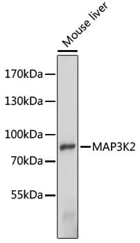 MAP3K2 / MEKK2 Antibody