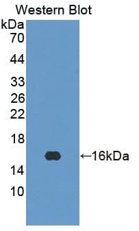 HINT2 Antibody (aa55-163, Biotin)