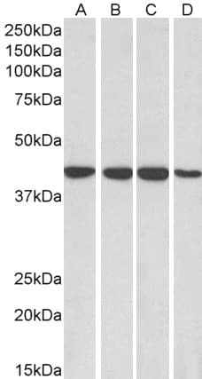 IHC-plus™ Polyclonal Goat anti-Human MRNP41 / RAE1 Antibody (aa357-368, IHC, WB)