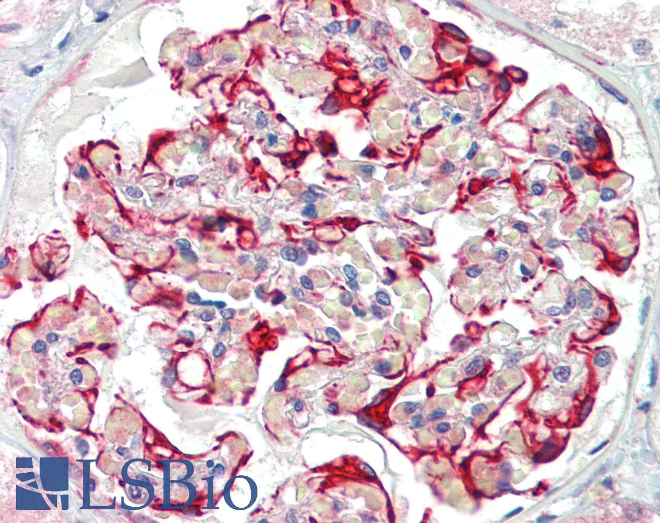IHC-plus™ NEP / DDR1 Antibody (clone 2G4E12)