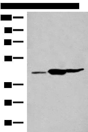 GPR22 Antibody