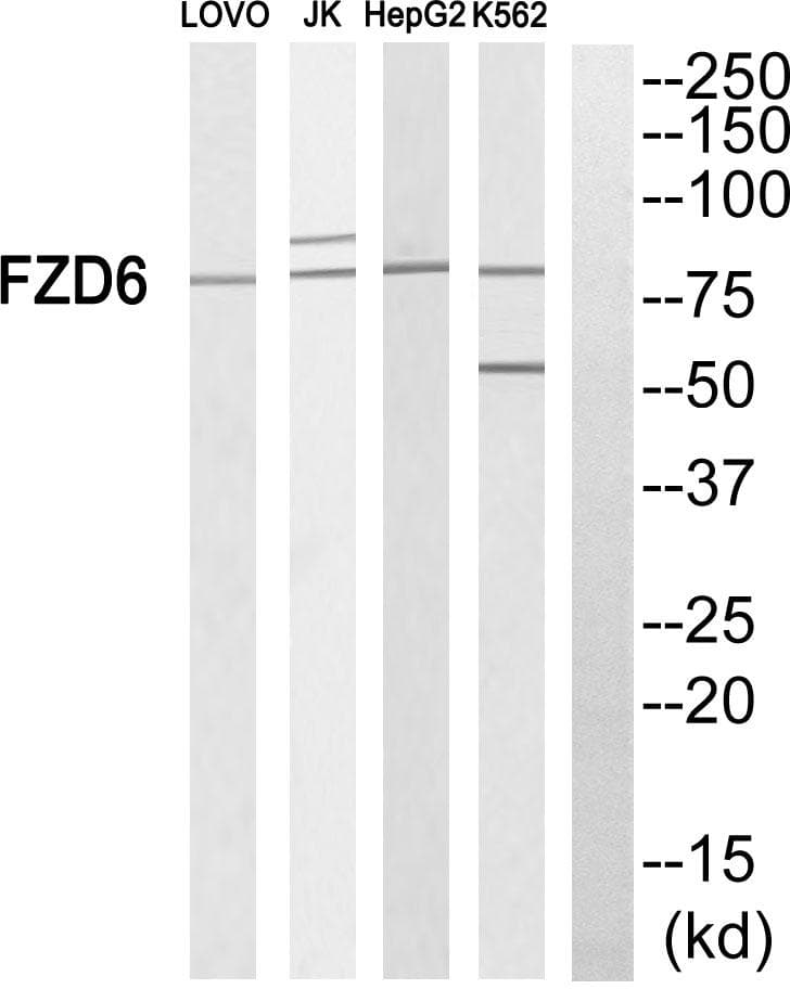 FZD6 / Frizzled 6 Antibody