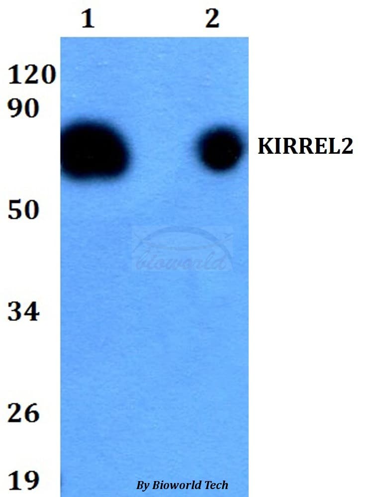 KIRREL2 / FILTRIN Antibody