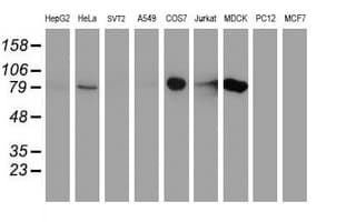 DGKA Antibody (clone OTI8G5, Carrier-free)