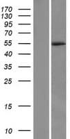 C4orf20 / UFSP2 Protein (Over-Expression Lysate Myc-DDK (Flag))