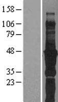 FBLIM1 / Migfilin Protein (Over-Expression Lysate Myc-DDK (Flag))