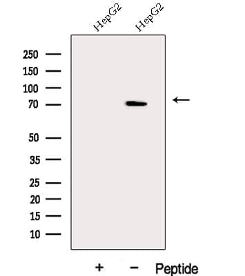 DDX43 Antibody
