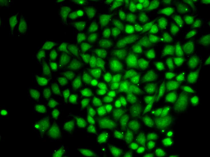 CTCFL / BORIS Antibody