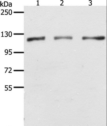 PARP1 Antibody