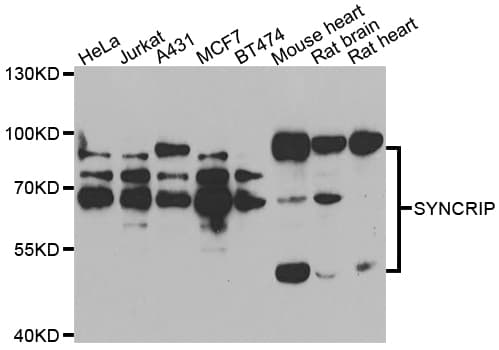 SYNCRIP / HnRNP Q Antibody