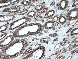 PDIA3 / ERp57 Antibody (clone OTI3H5)