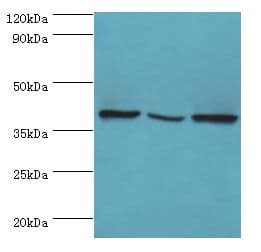 EIF3H / EIF3S3 Antibody (aa80-340)