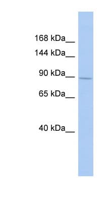 SH3RF1 / POSH Antibody (aa719-768)