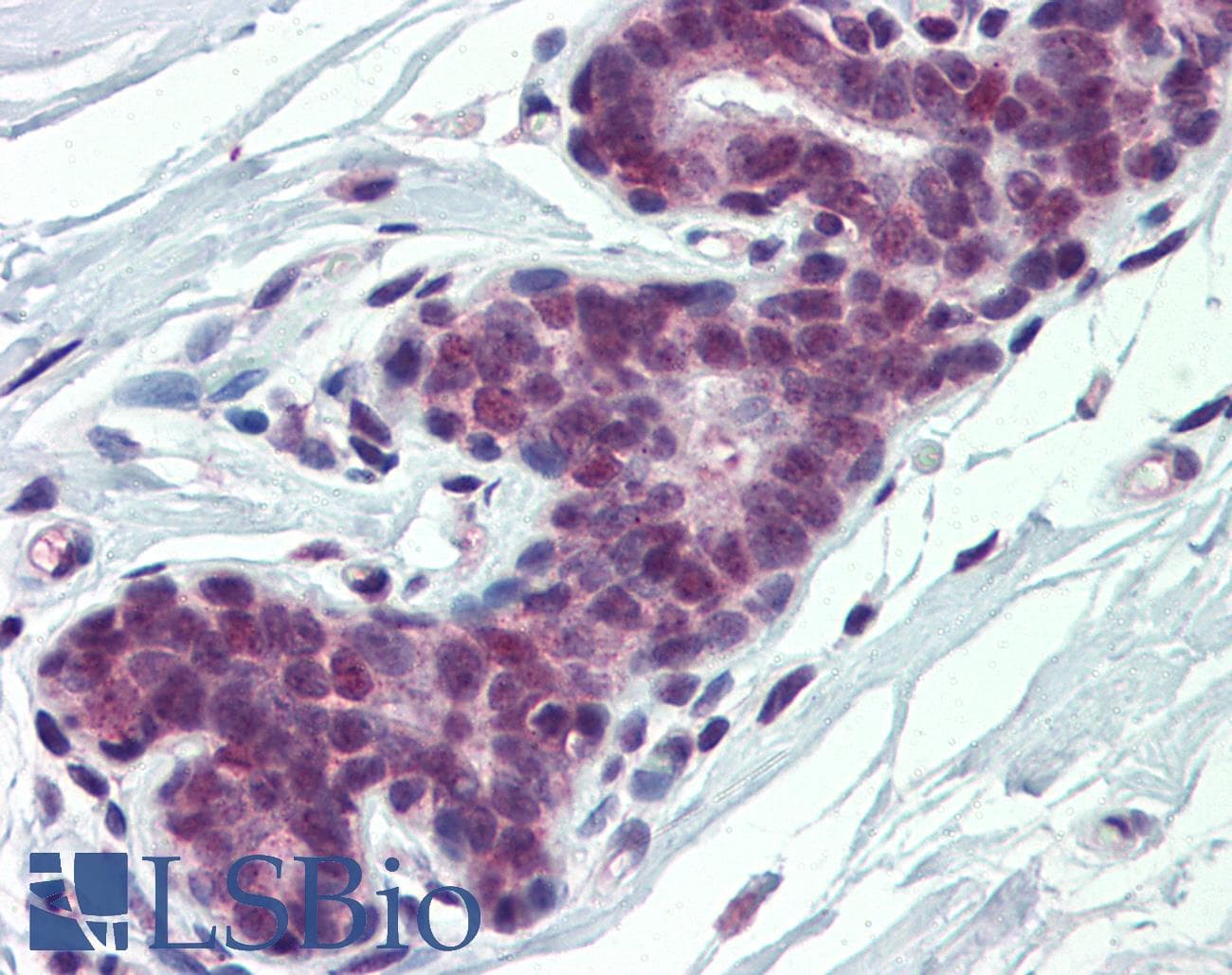 HnRNP-E1 / PCBP1 Antibody (aa208-257)