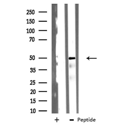TSSC1 Antibody