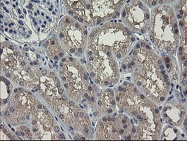 CLEC4E / MINCLE Antibody (clone OTI2H4, Carrier-free)