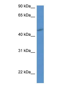 P2RY1 / P2Y1 Antibody (aa180-229)
