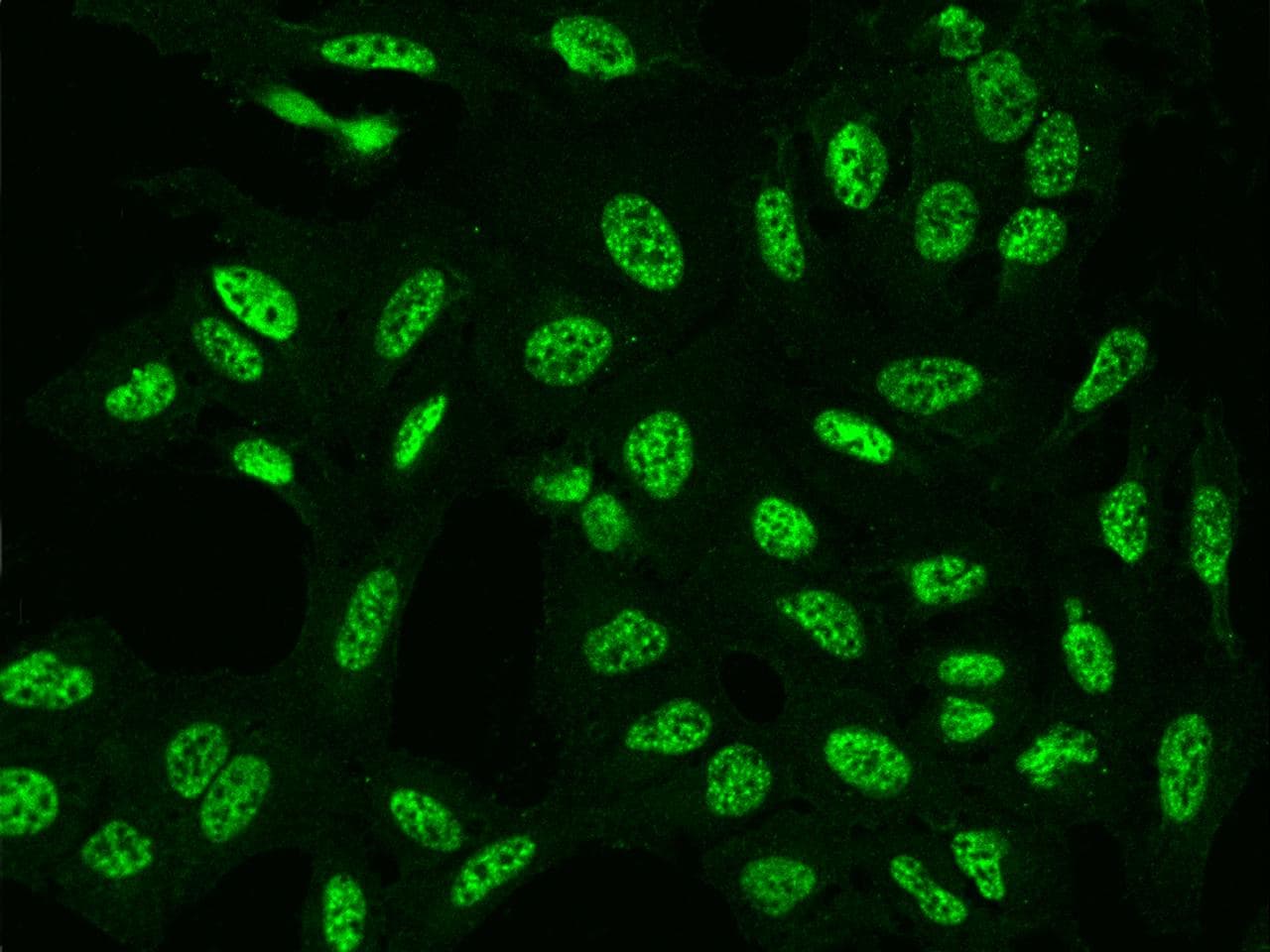 C6orf226 Antibody