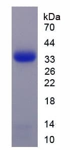 Mouse APOF / Apolipoprotein F (Recombinant His-T7)