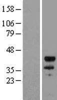 MYOD / MYOD1 Protein (Over-Expression Lysate Myc-DDK (Flag))