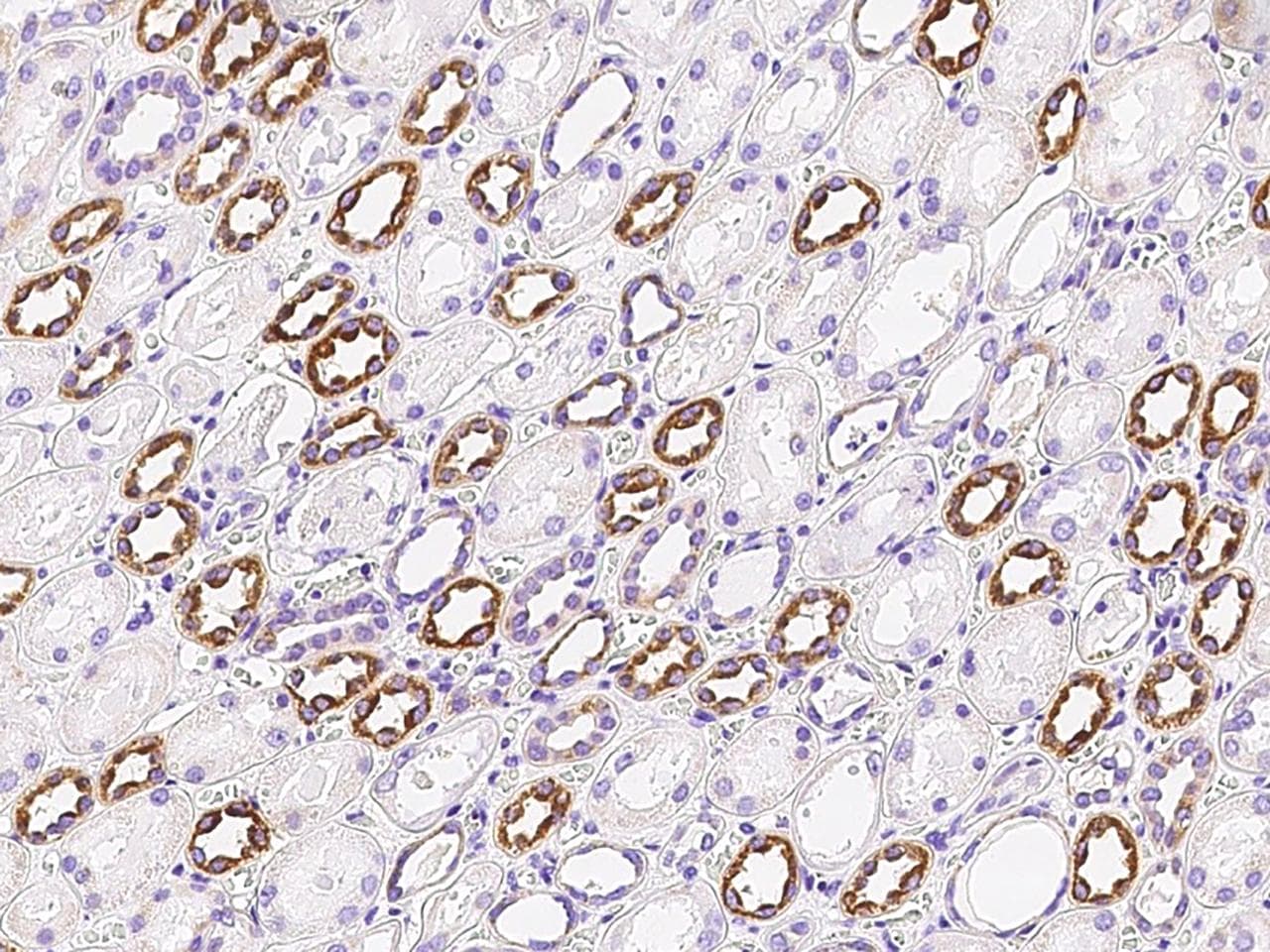 NNT Antibody