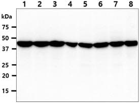 ADRM1 Antibody (clone AT34C2)