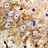 NRG3 Antibody (Internal)