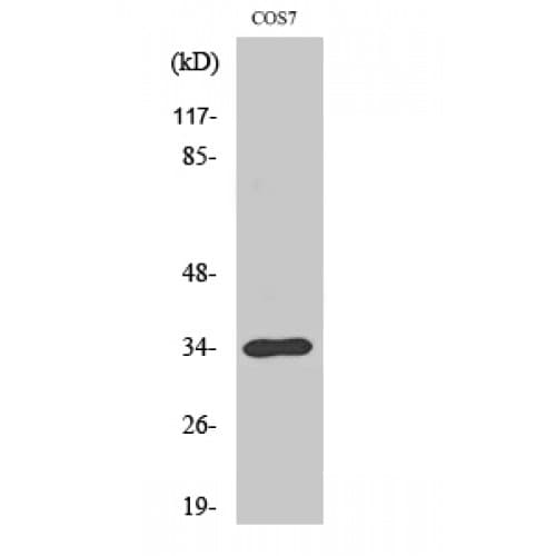 TRADD Antibody (220-300 aa, C-terminal)