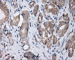 Monoclonal Mouse anti-Human LIPG / Endothelial Lipase Antibody (clone OTI8E4, IHC, IF, WB)