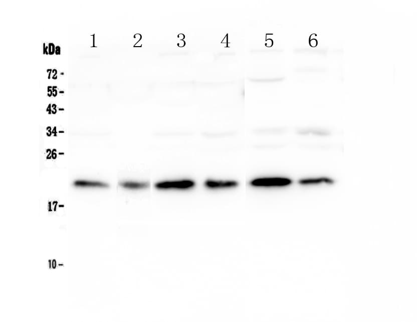 Polyclonal Rabbit anti-Human PEBP1 / RKIP Antibody (WB)