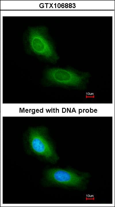 CCDC68 Antibody (aa97-335)