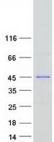Human SGOL1 / Shugoshin Protein (Recombinant Myc-DDK (Flag))