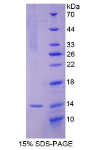 Sheep IL8 / Interleukin 8 Protein (Recombinant His-T7)