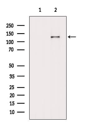 C1QDC1 / Caprin-2 Antibody