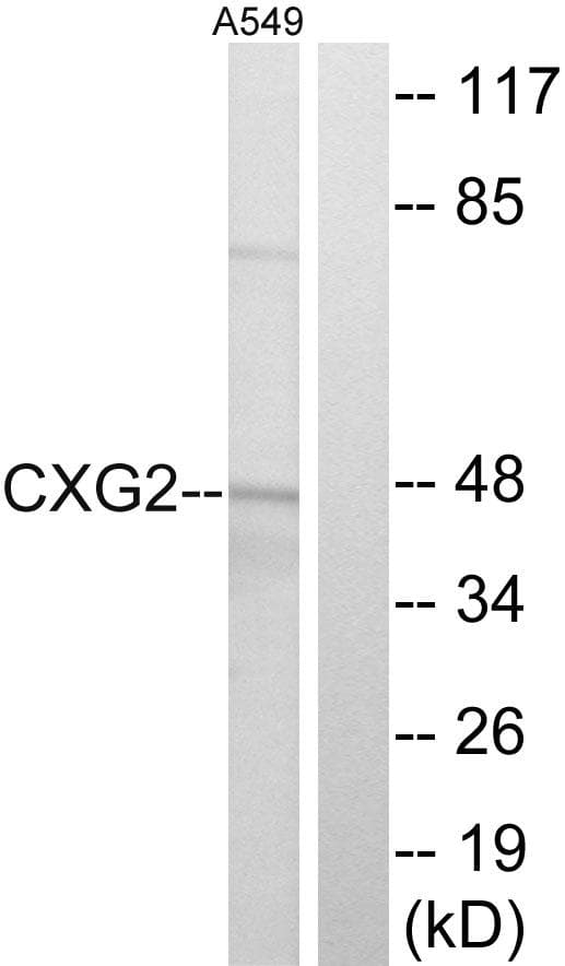 GJC2 Antibody