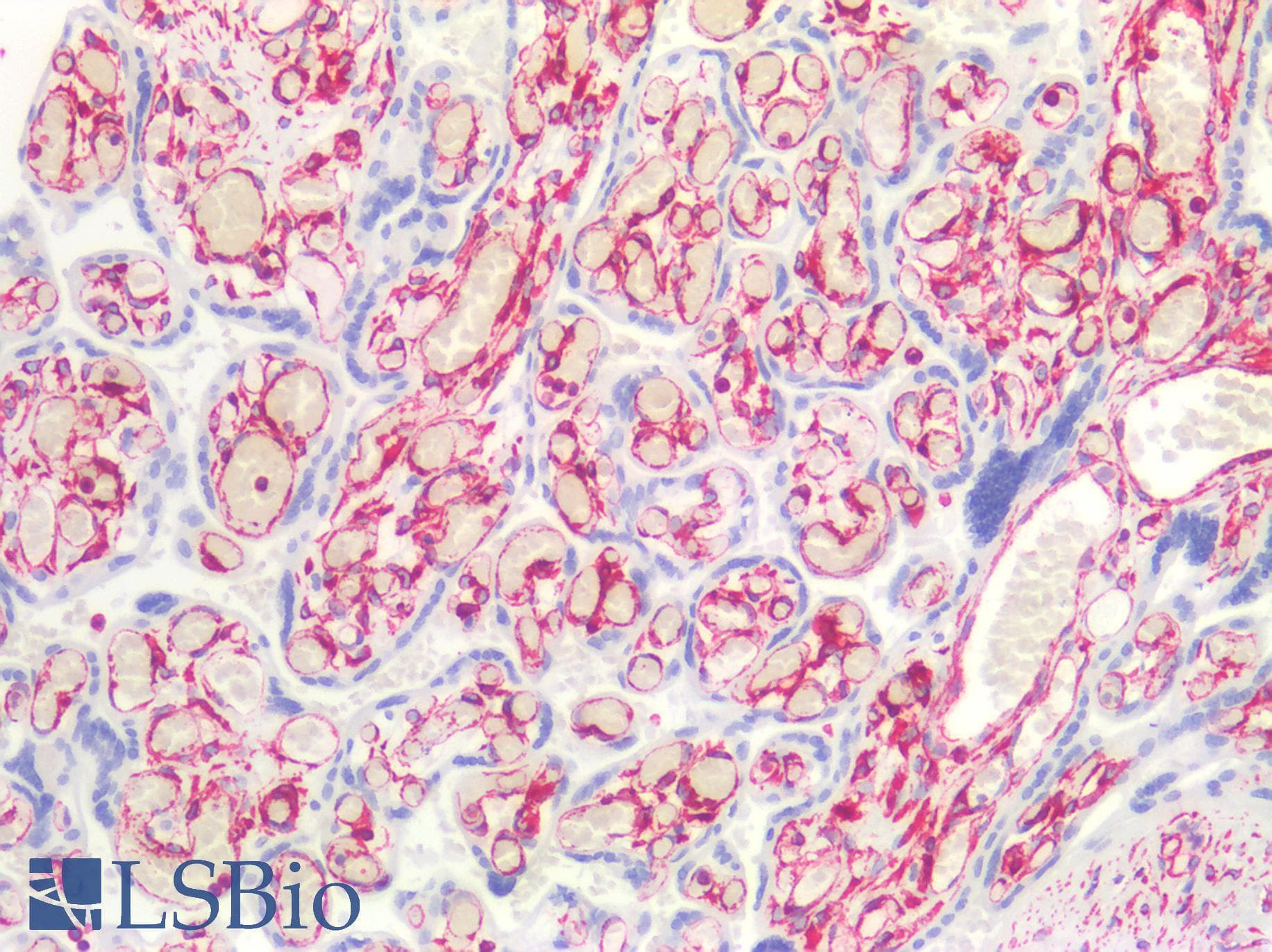 PathPlus™ Vimentin Antibody