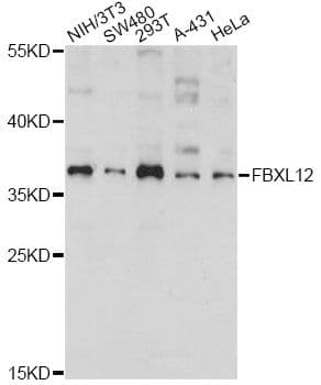 FBXL12 Antibody