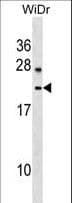 LYZL6 Antibody (aa37-65)