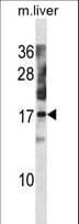 NXT1 Antibody (aa85-111)