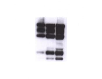 Monoclonal Rat anti-Mouse NID1 / Entactin / Nidogen-1 Antibody (clone JF3, WB)