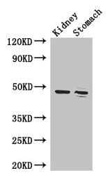 Polyclonal Rabbit anti-Human FAH Antibody