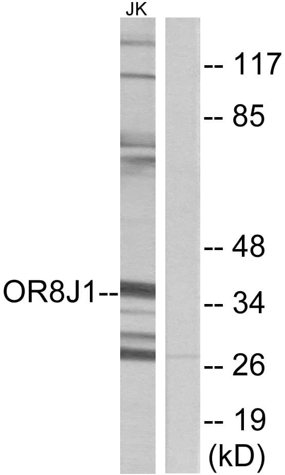 OR8J1 Antibody (aa233-282)