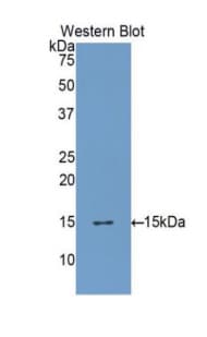 FURIN Antibody (aa105-221, Cy3)