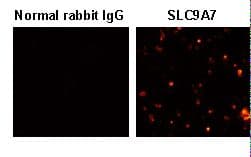 SLC9A7 Antibody