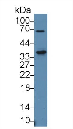 SLAMF1 / SLAM / CD150 Antibody (aa19-236, APC)