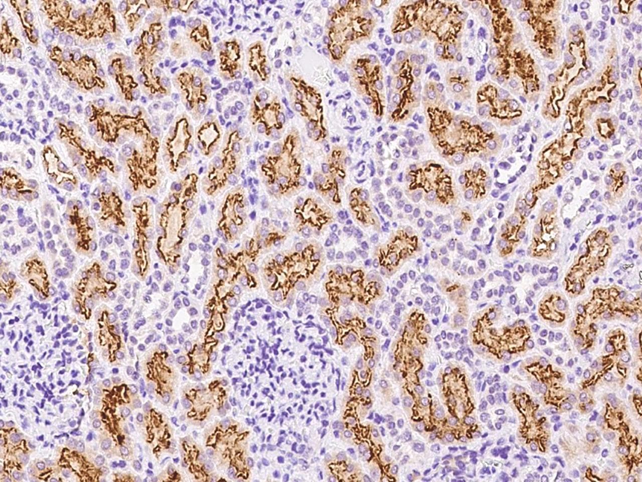 LRP2 / Megalin Antibody (Preservative Free)