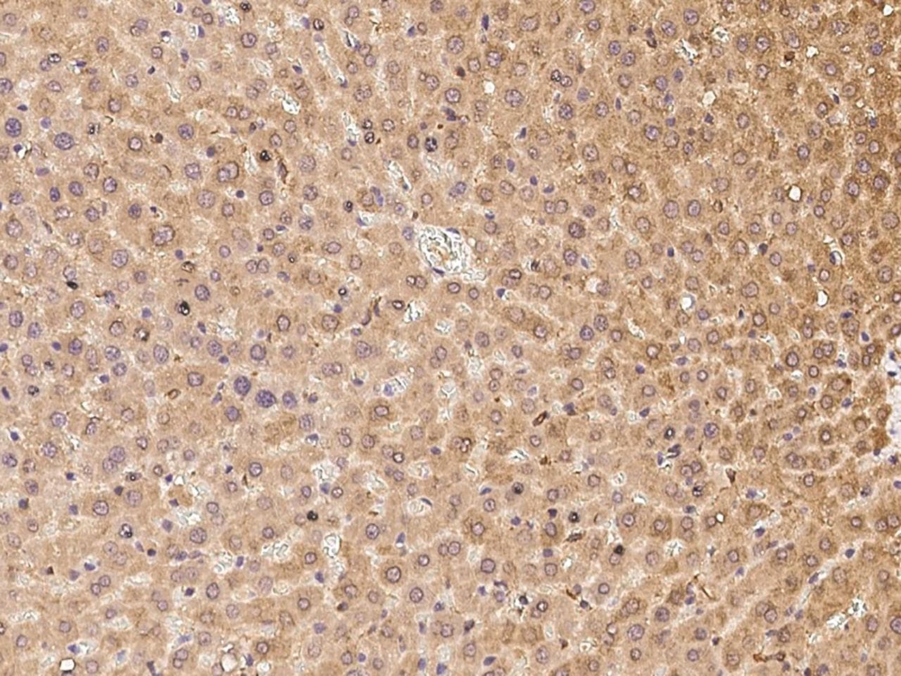 SNAP25 Antibody (Preservative Free)